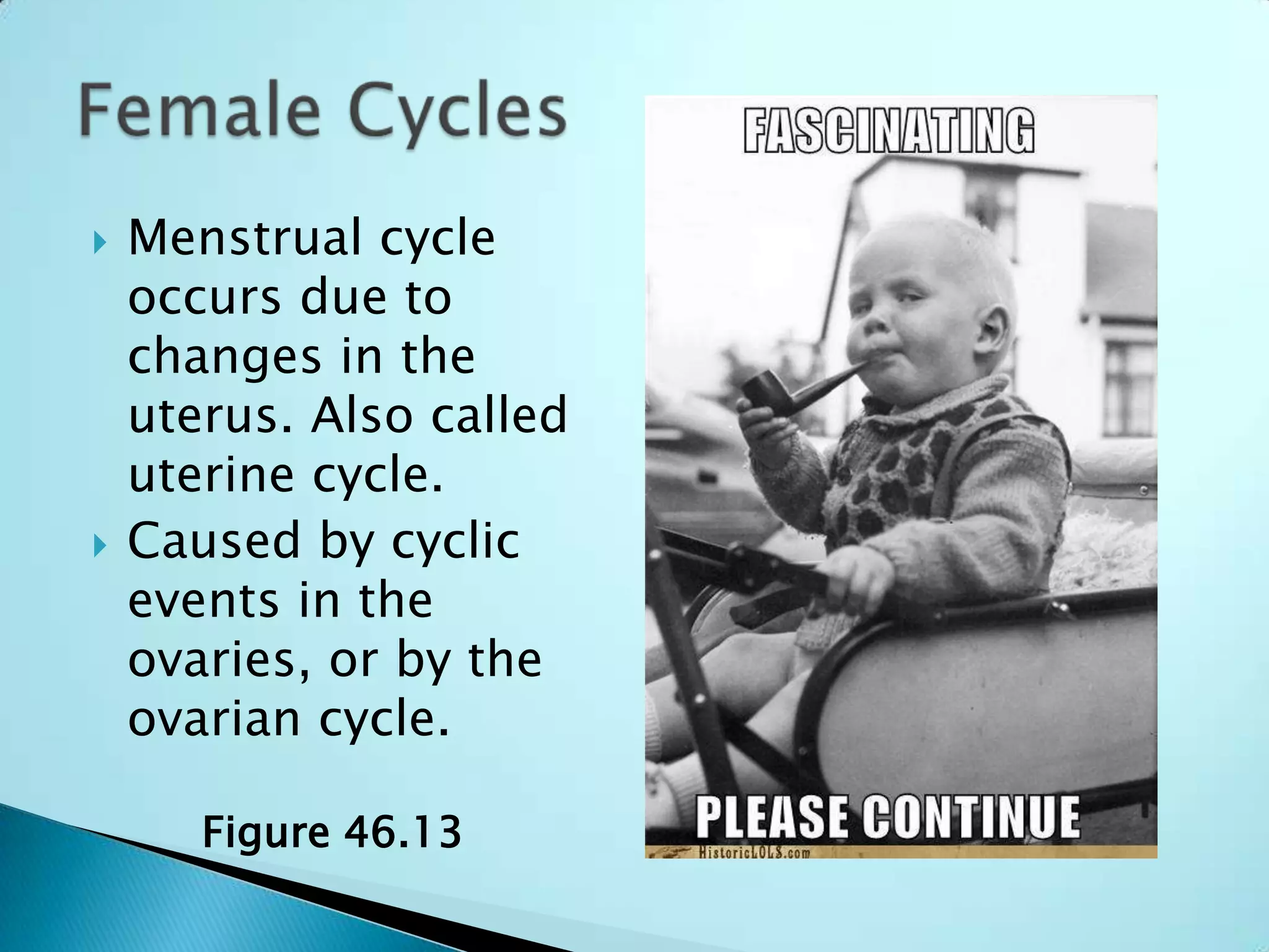 Menstrual cycle occurs due to changes in the uterus. Also called uterine cycle.Caused by cyclic events in the ovaries, or by the ovarian cycle.Female CyclesFigure 46.13