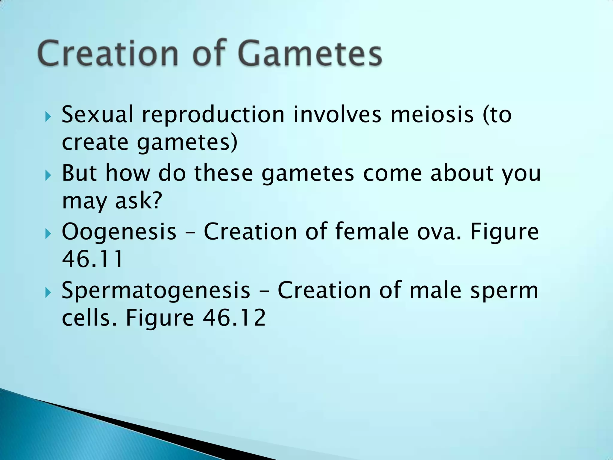 Sexual reproduction involves meiosis (to create gametes) But how do these gametes come about you may ask?Oogenesis – Creation of female ova. Figure 46.11Spermatogenesis – Creation of male sperm cells. Figure 46.12Creation of Gametes