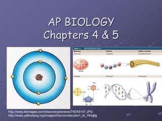 AP BIOLOGYChapters 4 & 5 http://www.dkimages.com/discover/previews/740/55147.JPG http://www.yellowtang.org/images/macromolecules1_tb_784.jpg 