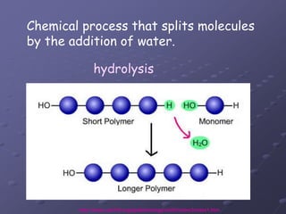 Chemical process that splits molecules by the addition of water.hydrolysishttp://www.usd116.org/apalla/biology/unit3/notes/3notes1.htm