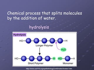 Chemical process that splits molecules by the addition of water.hydrolysishttp://www.usd116.org/apalla/biology/unit3/notes/3notes1.htm