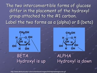 The two interconvertible forms of glucose differ in the placement of the hydroxyl group attached to the #1 carbon.Label the two forms as α (alpha) orß (beta)   BETA                      ALPHA      Hydroxyl is up         Hydroxyl is downhttp://www.elmhurst.edu/~chm/vchembook/images/543Halphabetaglucose.gif
