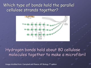 Which type of bonds hold the parallel cellulose strands together?Hydrogen bonds hold about 80 cellulose molecules together to make a microfibrilImage modified from: Campbell and Reece; AP Biology 7th edition