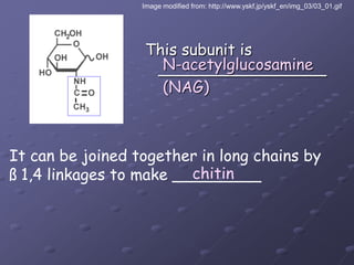Image modified from: http://www.yskf.jp/yskf_en/img_03/03_01.gifThis subunit is _________________N-acetylglucosamine(NAG)It can be joined together in long chains by ß 1,4 linkages to make _________chitin