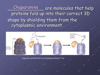Chaparonins_____________ are molecules that help proteins fold up into their correct 3Dshape by shielding them from the cytoplasmic environment.Image from: AP BIOLOGY by Campbell and Reese 7th ed.