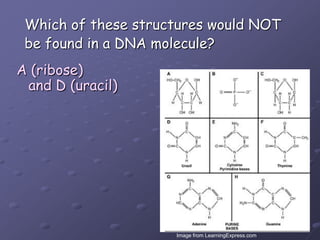 Which of these structures would NOTbe found in a DNA molecule?A (ribose)and D (uracil)Image from LearningExpress.com