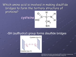 cysteine-SH (sulfhydryl) group forms disulfide bridgesWhich amino acid is involved in making disulfidebridges to form the tertiary structure of proteins?http://upload.wikimedia.org/wikipedia/commons/5/5e/L-Cysteine.pnghttp://www.mun.ca/biology/scarr/Disulfide_bridge.htm