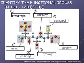 IDENTIFY THE FUNCTIONAL GROUPS IN THIS TRIPEPTIDEcarbonylphosphatesulfhydrylcarboxylaminohydroxylcarbonyl? Modified from Cambell and Reece; AP Biology 7th edition Chapter 4 Self quiz