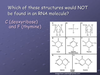 Which of these structures would NOTbe found in an RNA molecule?C (deoxyribose)and F (thymine)Image from LearningExpress.com