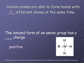 Carbon atoms are able to form bonds with ___ different atoms at the same time.4The ionized form of an amino group has a___ charge.positivehttp://faculty.clintoncc.suny.edu/faculty/michael.gregory/files/bio%20101/bio%20101%20lectures/biochemistry/ionized%20amino%20group.gif