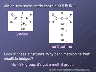 CysteinemethionineWhich two amino acids contain SULFUR ?methionineLook at these structures. Why can’t methionine formdisulfide bridges?No –SH group; it’s got a methyl grouphttp://upload.wikimedia.org/wikipedia/commons/5/5e/L-Cysteine.pnghttp://upload.wikimedia.org/wikipedia/commons/6/64/L-Methionine.png
