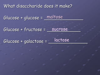 What disaccharide does it make?Glucose + glucose = ______________Glucose + fructose = ____________Glucose + galactose = ______________maltosesucroselactose