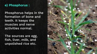 e) Phosphorus :
Phosphorus helps in the
formation of bone and
teeth. It keeps the
muscles and nerve
activities normal.
The sources are egg,
fish, liver, milk, and
unpolished rice etc.
 