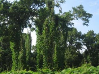Dry ClimatesGreat Plains and Northern Great Basin = semiarid15” of rain annuallyOnly short grasses and shrubs growSouthwestern states = desertHot and dry; < 10” of rain annually