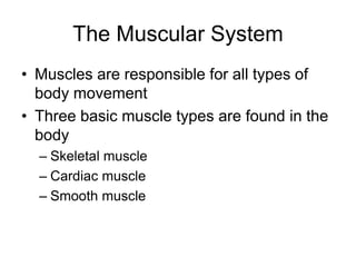 The Muscular System
• Muscles are responsible for all types of
body movement
• Three basic muscle types are found in the
body
– Skeletal muscle
– Cardiac muscle
– Smooth muscle
 