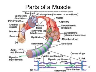 9-10
Parts of a Muscle
 