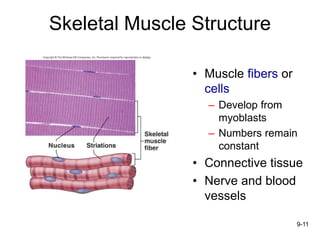9-11
Skeletal Muscle Structure
• Muscle fibers or
cells
– Develop from
myoblasts
– Numbers remain
constant
• Connective tissue
• Nerve and blood
vessels
 