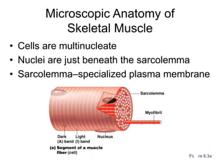 Microscopic Anatomy of
Skeletal Muscle
• Cells are multinucleate
• Nuclei are just beneath the sarcolemma
• Sarcolemma–specialized plasma membrane
Figure 6.3a
 