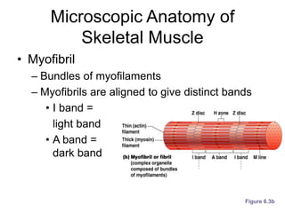 Figure 6.3b
Microscopic Anatomy of
Skeletal Muscle
• Myofibril
– Bundles of myofilaments
– Myofibrils are aligned to give distinct bands
• I band =
light band
• A band =
dark band
 