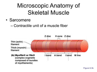 Microscopic Anatomy of
Skeletal Muscle
• Sarcomere
– Contractile unit of a muscle fiber
Figure 6.3b
 
