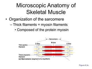 Microscopic Anatomy of
Skeletal Muscle
• Organization of the sarcomere
– Thick filaments = myosin filaments
• Composed of the protein myosin
Figure 6.3c
 