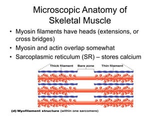 Microscopic Anatomy of
Skeletal Muscle
• Myosin filaments have heads (extensions, or
cross bridges)
• Myosin and actin overlap somewhat
• Sarcoplasmic reticulum (SR) – stores calcium
 