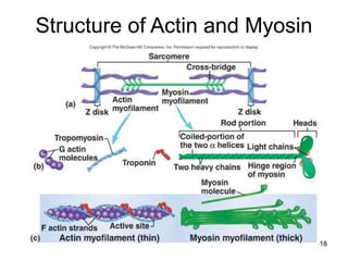9-18
Structure of Actin and Myosin
 
