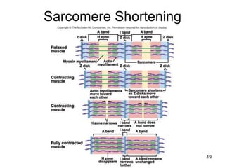 9-19
Sarcomere Shortening
 