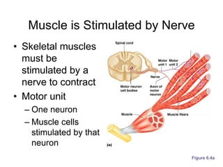 Muscle is Stimulated by Nerve
• Skeletal muscles
must be
stimulated by a
nerve to contract
• Motor unit
– One neuron
– Muscle cells
stimulated by that
neuron
Figure 6.4a
 