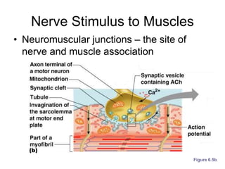 Nerve Stimulus to Muscles
• Neuromuscular junctions – the site of
nerve and muscle association
Figure 6.5b
 