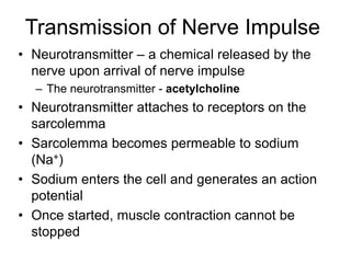 Transmission of Nerve Impulse
• Neurotransmitter – a chemical released by the
nerve upon arrival of nerve impulse
– The neurotransmitter - acetylcholine
• Neurotransmitter attaches to receptors on the
sarcolemma
• Sarcolemma becomes permeable to sodium
(Na+)
• Sodium enters the cell and generates an action
potential
• Once started, muscle contraction cannot be
stopped
 