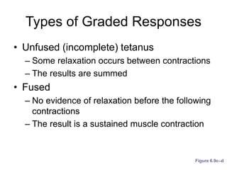 Types of Graded Responses
• Unfused (incomplete) tetanus
– Some relaxation occurs between contractions
– The results are summed
• Fused
– No evidence of relaxation before the following
contractions
– The result is a sustained muscle contraction
Figure 6.9c–d
 