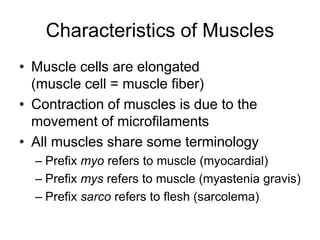 Characteristics of Muscles
• Muscle cells are elongated
(muscle cell = muscle fiber)
• Contraction of muscles is due to the
movement of microfilaments
• All muscles share some terminology
– Prefix myo refers to muscle (myocardial)
– Prefix mys refers to muscle (myastenia gravis)
– Prefix sarco refers to flesh (sarcolema)
 