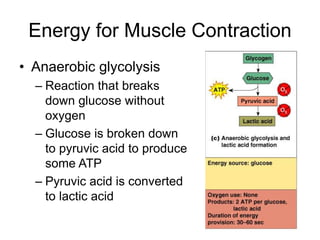 Energy for Muscle Contraction
• Anaerobic glycolysis
– Reaction that breaks
down glucose without
oxygen
– Glucose is broken down
to pyruvic acid to produce
some ATP
– Pyruvic acid is converted
to lactic acid
 