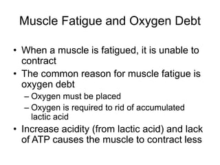 Muscle Fatigue and Oxygen Debt
• When a muscle is fatigued, it is unable to
contract
• The common reason for muscle fatigue is
oxygen debt
– Oxygen must be placed
– Oxygen is required to rid of accumulated
lactic acid
• Increase acidity (from lactic acid) and lack
of ATP causes the muscle to contract less
 