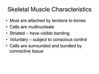 Skeletal Muscle Characteristics
• Most are attached by tendons to bones
• Cells are multinucleate
• Striated – have visible banding
• Voluntary – subject to conscious control
• Cells are surrounded and bundled by
connective tissue
 