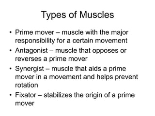 Types of Muscles
• Prime mover – muscle with the major
responsibility for a certain movement
• Antagonist – muscle that opposes or
reverses a prime mover
• Synergist – muscle that aids a prime
mover in a movement and helps prevent
rotation
• Fixator – stabilizes the origin of a prime
mover
 