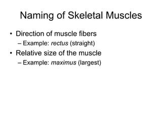 Naming of Skeletal Muscles
• Direction of muscle fibers
– Example: rectus (straight)
• Relative size of the muscle
– Example: maximus (largest)
 