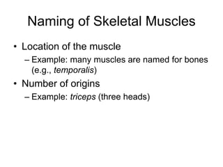 Naming of Skeletal Muscles
• Location of the muscle
– Example: many muscles are named for bones
(e.g., temporalis)
• Number of origins
– Example: triceps (three heads)
 