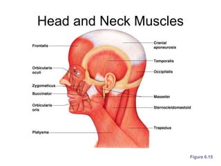 Head and Neck Muscles
Figure 6.15
 