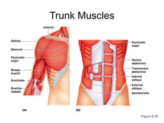Trunk Muscles
Figure 6.16
 