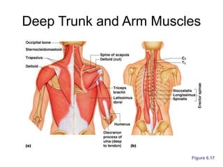 Deep Trunk and Arm Muscles
Figure 6.17
 