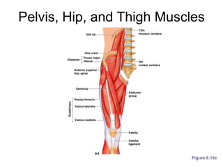 Pelvis, Hip, and Thigh Muscles
Figure 6.19c
 