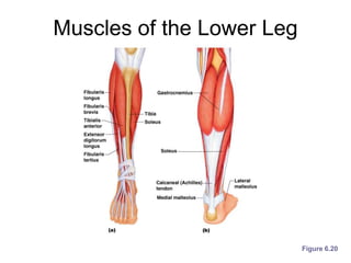 Muscles of the Lower Leg
Figure 6.20
 