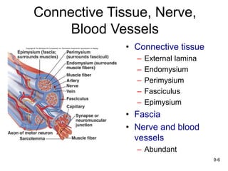 9-6
Connective Tissue, Nerve,
Blood Vessels
• Connective tissue
– External lamina
– Endomysium
– Perimysium
– Fasciculus
– Epimysium
• Fascia
• Nerve and blood
vessels
– Abundant
 