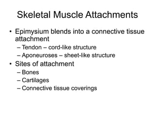 Skeletal Muscle Attachments
• Epimysium blends into a connective tissue
attachment
– Tendon – cord-like structure
– Aponeuroses – sheet-like structure
• Sites of attachment
– Bones
– Cartilages
– Connective tissue coverings
 