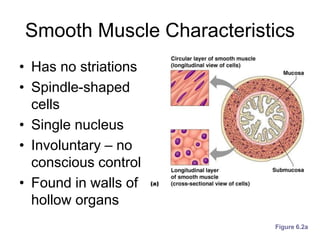 Smooth Muscle Characteristics
• Has no striations
• Spindle-shaped
cells
• Single nucleus
• Involuntary – no
conscious control
• Found in walls of
hollow organs
Figure 6.2a
 