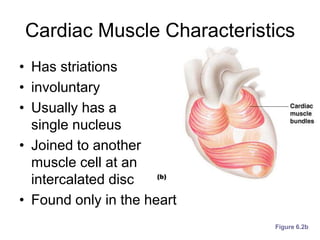 Cardiac Muscle Characteristics
• Has striations
• involuntary
• Usually has a
single nucleus
• Joined to another
muscle cell at an
intercalated disc
• Found only in the heart
Figure 6.2b
 