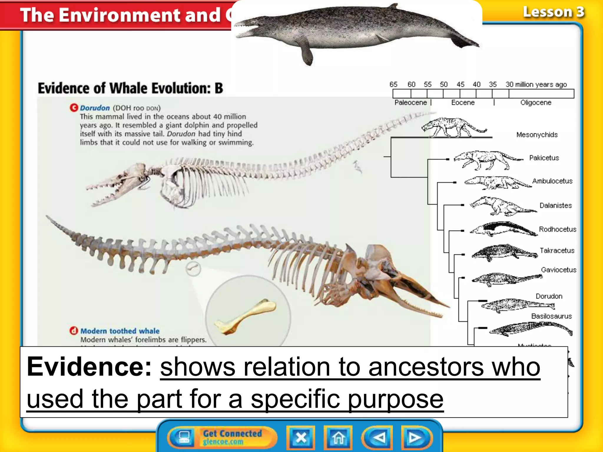 Section 1 Change over Time
Evidence: shows relation to ancestors who
used the part for a specific purpose
 