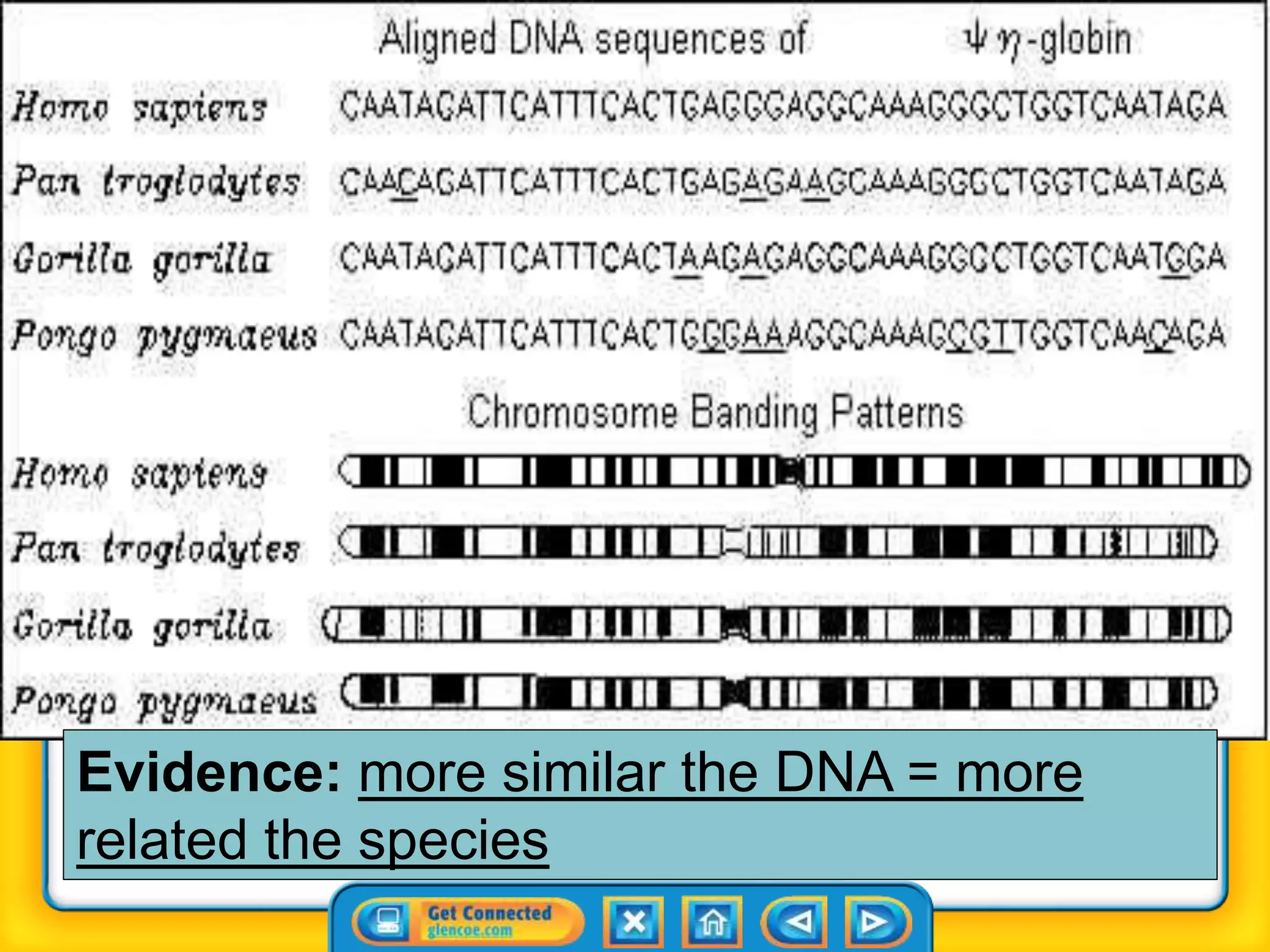 Aligned DNA fragment and first chromosome banding patterns for man (Homo
sapiens), chimpanzee (Pan troglodytes), gorilla (Gorilla gorilla), and orangutan
(Pongo pygmaeus).
Evidence: more similar the DNA = more
related the species
 